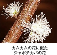 カムカムの花に似たジャボチカバの花