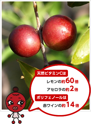 天然ビタミンCはレモンの約60倍、アセロラの約2倍、ポリフェノールは赤ワインの約14倍