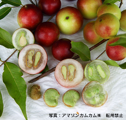 完熟したカムカムの果実