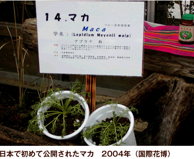 日本で初めて公開されたマカ2004年（国際花博）
