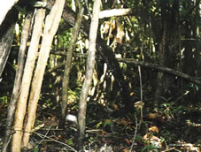 熱帯雨林アマゾンジャングル