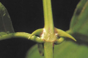 ウンカリア・トメントーサ茎から出ているトゲをよく見てください